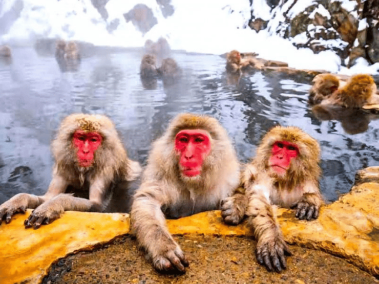 A Memorabele Snow Monkey Park & Zenkoji Temple Private Tour - Good To Know