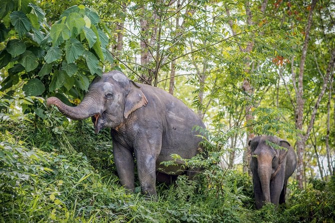 A Morning With the Elephants at Phuket Elephant Sanctuary - Booking and Logistics