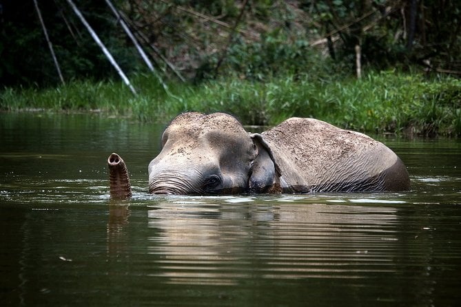 A Morning With the Elephants at Phuket Elephant Sanctuary - Overview and Location