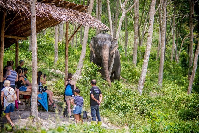 A Morning With the Elephants at Phuket Elephant Sanctuary - Experience at the Sanctuary