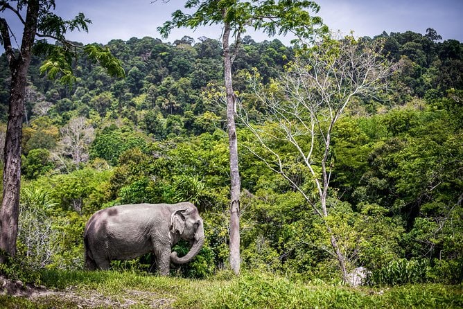 A Morning With the Elephants at Phuket Elephant Sanctuary - Ethical Treatment of Elephants