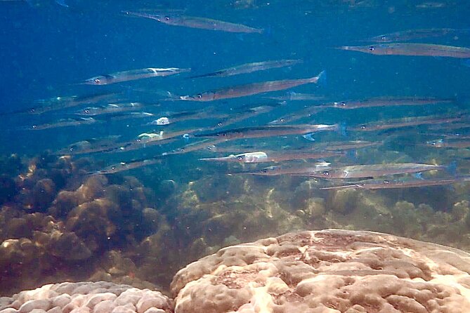 A Most Wanted Phu Quoc Snorkeling Tour , Small Group-Max 14pax - Booking and Pricing Information
