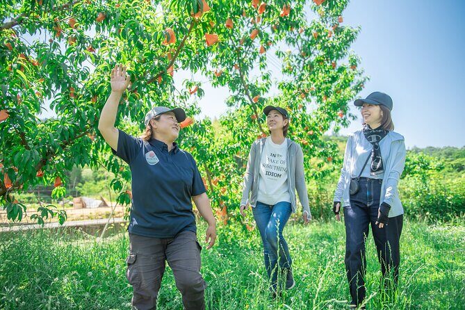 A Peach-Lovers Treat: Orchard Walk & Peach-Topped Soft Serve - Why This Experience Works for Travelers  