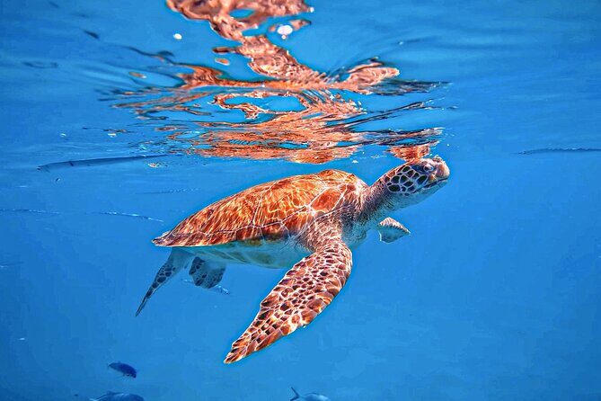 A Perfect-Day in Carlisle Bay - An Overview of What to Expect