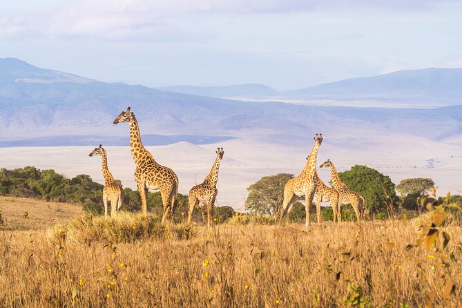 A Private Day Trip to Ngorongoro Crater - Good To Know