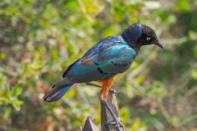 A Private Day Trip to Ngorongoro Crater - Price, Guarantee, and Availability