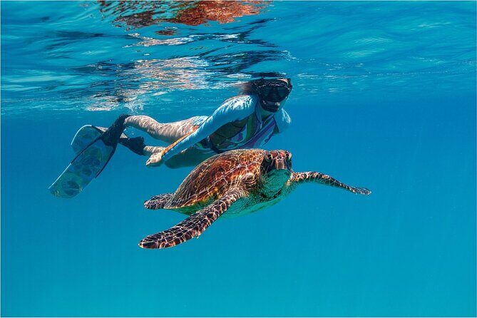 A Private TURTLE Tour on Rarotonga with Photography and Transfers - Good To Know