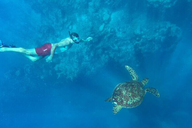 A Private TURTLE Tour on Rarotonga with Photography and Transfers - A Breakdown of the Itinerary