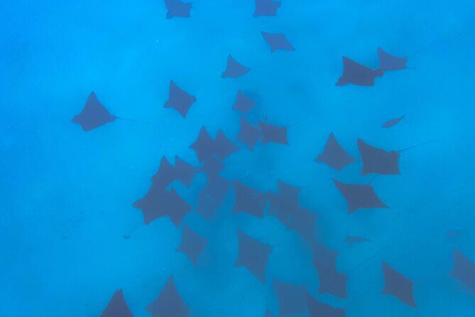 A Private TURTLE Tour on Rarotonga with Photography and Transfers - Price Analysis: Is It Worth It?