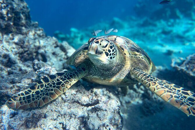 A Private TURTLE Tour on Rarotonga with Photography and Transfers - FAQ