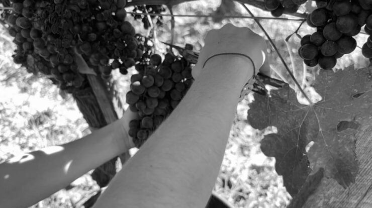 A Private Wine Tour at Château Labrie - Activity Information