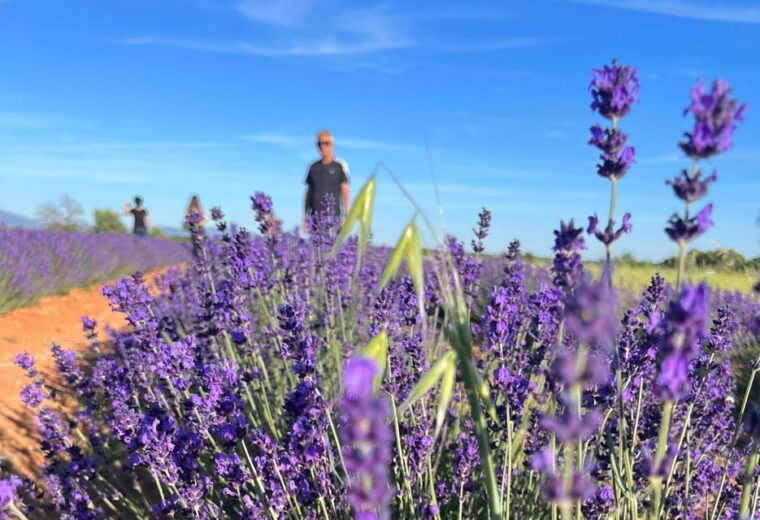 A Provençal Picnic at Sunset in the Lavender Fields - The Art of Lavender: Visits to Key Attractions