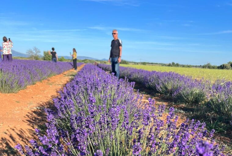 A Provençal Picnic at Sunset in the Lavender Fields - A Sunset Picnic: Culinary Delights in Nature