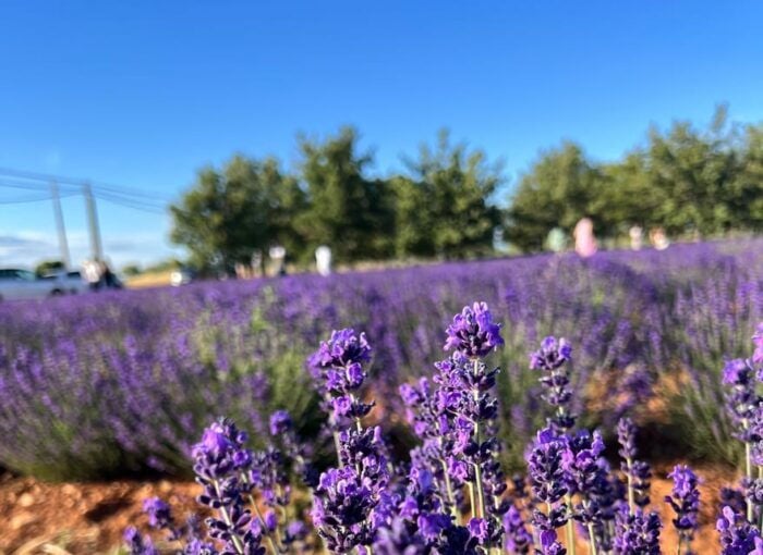 A Provençal Picnic at Sunset in the Lavender Fields - The Magic of Valensole Village