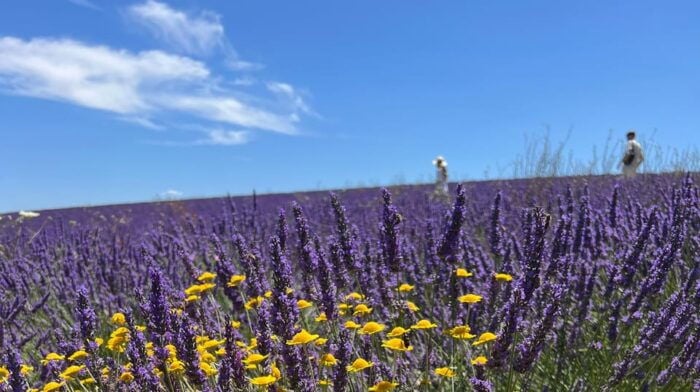 A Provençal Picnic at Sunset in the Lavender Fields - Important Tips for Your Lavender Adventure