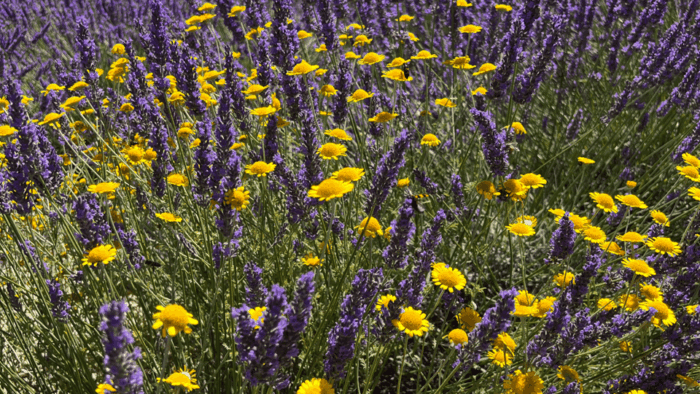 A Provençal Picnic at Sunset in the Lavender Fields - Booking Your Provençal Experience