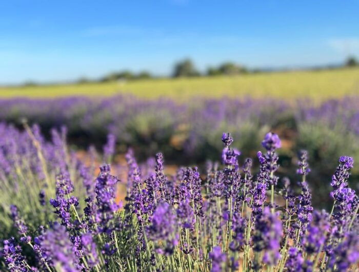 A Provençal Picnic at Sunset in the Lavender Fields - Frequently Asked Questions