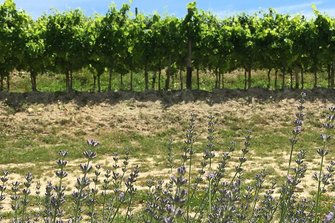 A Sample Of Wine, A Sample Of Istria - A Short But Fulfilled Program - Tour Overview