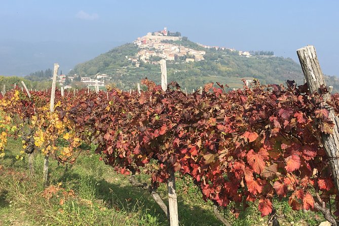 A Sample Of Wine, A Sample Of Istria - A Short But Fulfilled Program - Tasting Selections