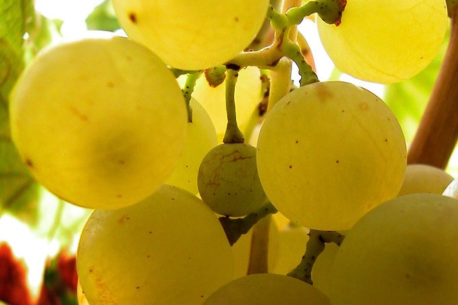 A Sample Of Wine, A Sample Of Istria - A Short But Fulfilled Program - Logistics and Pickup