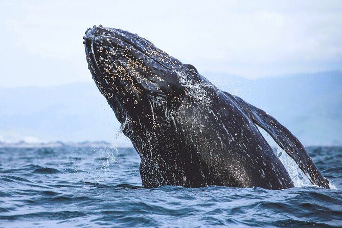A Self-Guided Audio Tour Around Bodega Head - FAQ