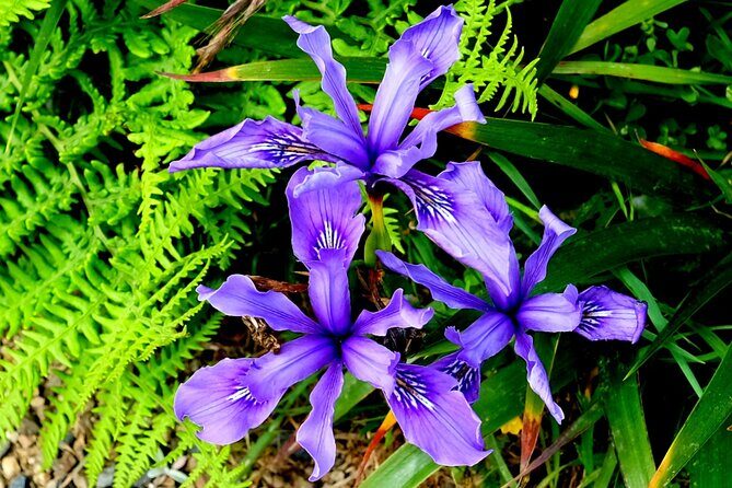 A Self-Guided Audio Tour Around Bodega Head - Final Thoughts