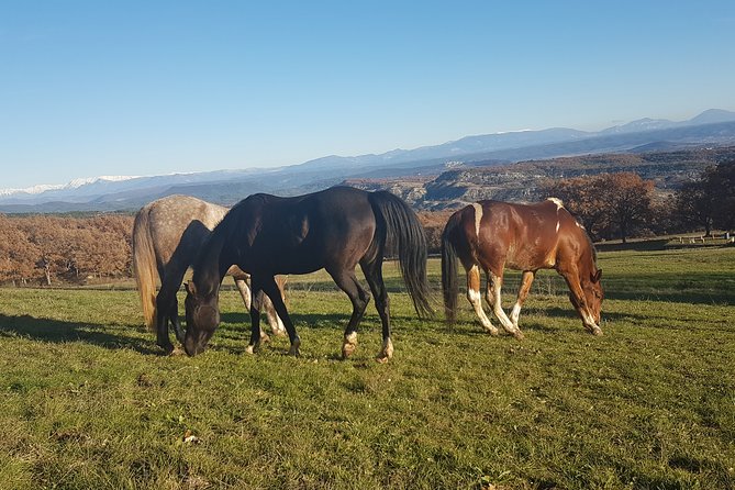 A Small-Group, Guided Haute-Provence Horseback Tour  - Moustiers-Sainte-Marie - Important Considerations for Travelers