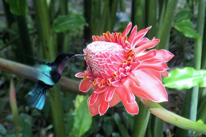 A Taste of Fond Doux Private Walking Tour - Good To Know  