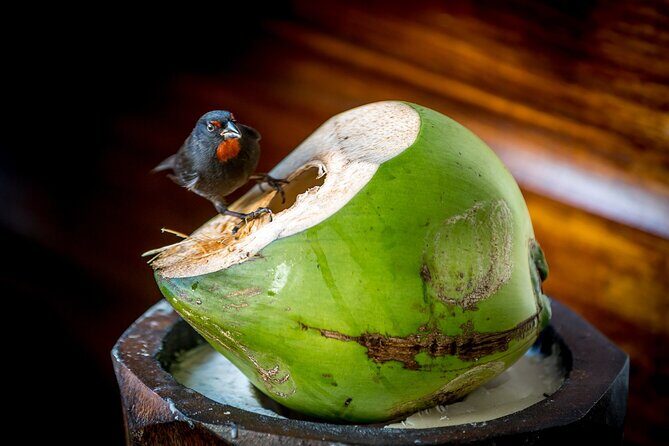 A Taste of Fond Doux Private Walking Tour - Authentic Reviews and Insights