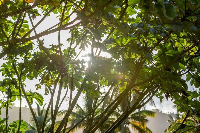 A Taste of Fond Doux Private Walking Tour - The Sum Up