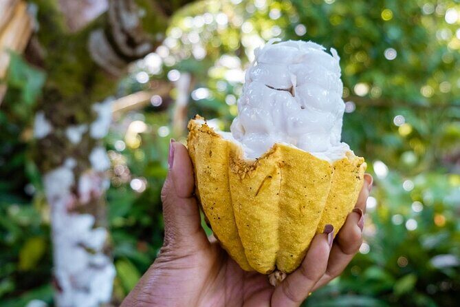 A Taste of Fond Doux Private Walking Tour - FAQs