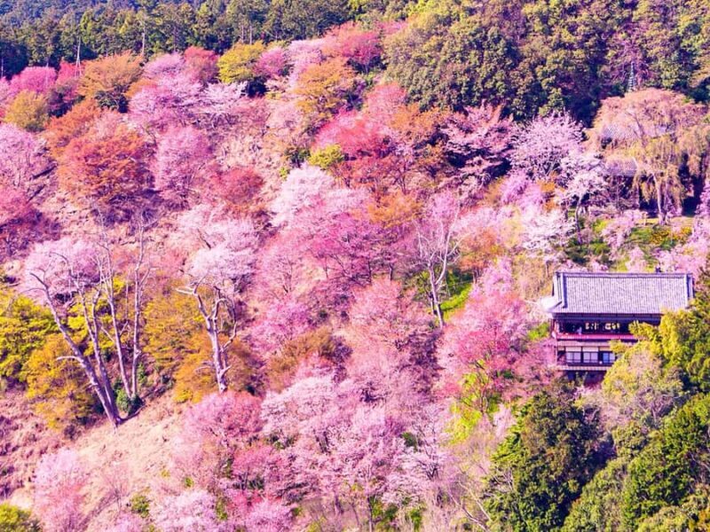 A Thousand Blossoms & Deer: Nara Spring Day Tour - Exploring Nara: A City of Sacred Deer and Ancient Temples