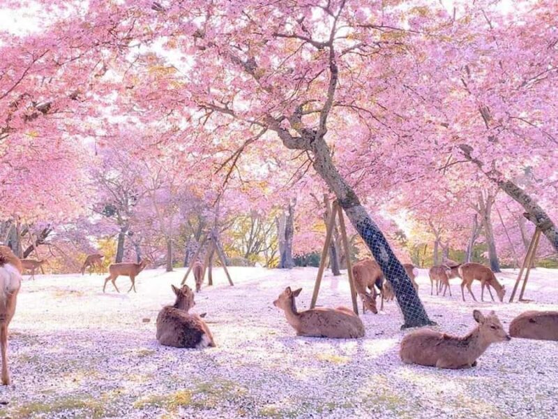 A Thousand Blossoms & Deer: Nara Spring Day Tour - Ascending Mount Yoshino: Spring’s Crown Jewel