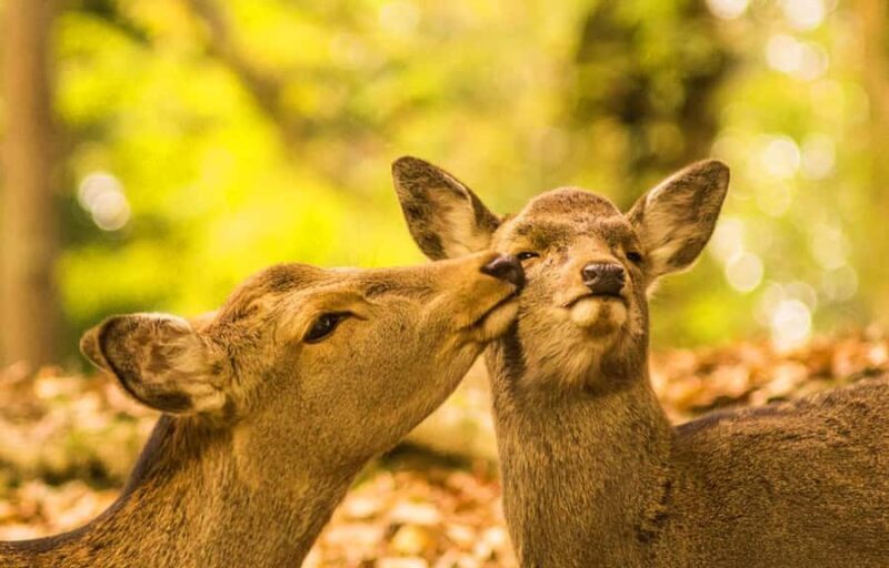A Thousand Years in One Day: Kyoto & Nara Panoramic Tour - Good To Know