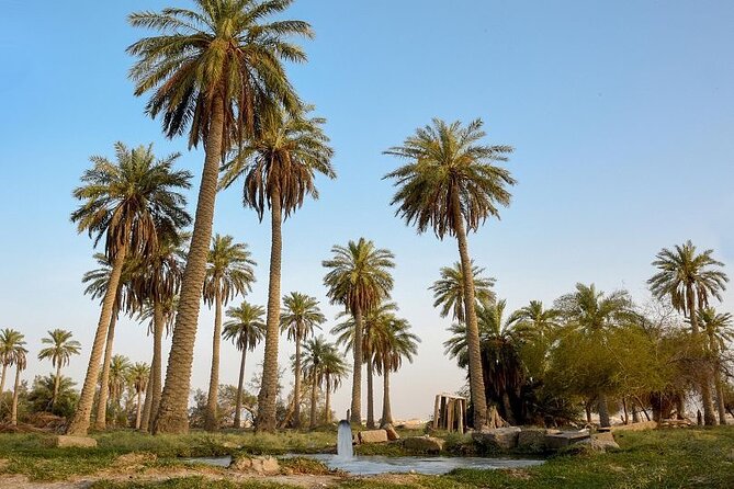 A Tour in Al Ahsa the Largest Oasis in the World - Reviews and Customer Feedback