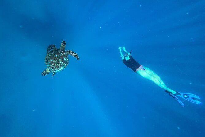 A Turtle Tour on Rarotonga - small groups, premium experience - Good To Know