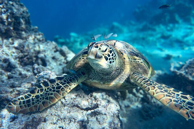 A Turtle Tour on Rarotonga - small groups, premium experience - An In-Depth Look at the Rarotonga Turtle Tour