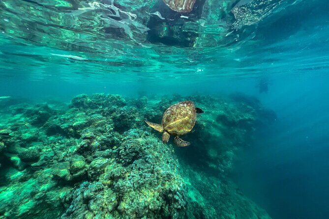 A Turtle Tour on Rarotonga - small groups, premium experience - FAQs