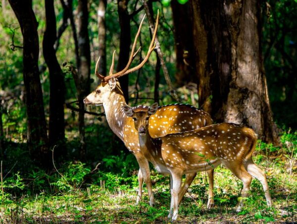 A Udawalawa Safari Tour (All Inclusive - Colombo/Galle) - Important Information