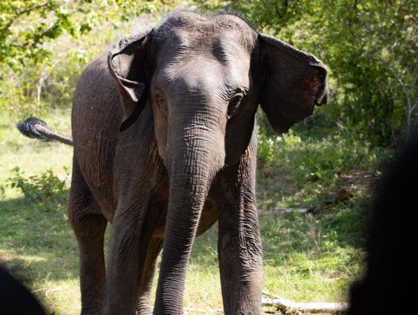 A Udawalawa Safari Tour (All Inclusive - Colombo/Galle) - Why Choose This Tour
