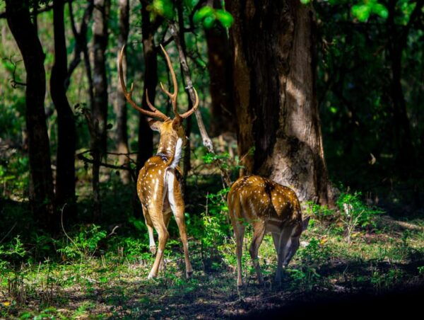 A Udawalawa Safari Tour (All Inclusive - Colombo/Galle) - Booking and Cancellation Policy