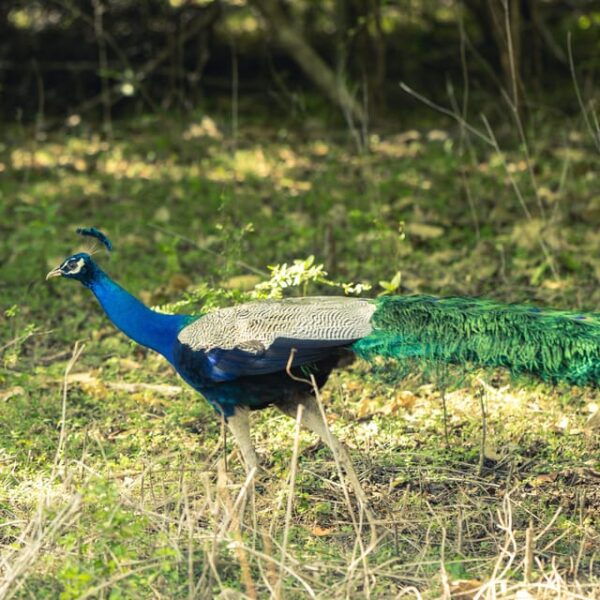 A Udawalawa Safari Tour (All Inclusive - Colombo/Galle) - Frequently Asked Questions