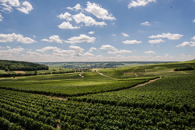 A Unique Sensory Experience in the Vineyards - Overview of the Champagne Heritage