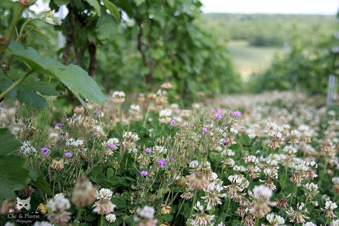 A Unique Sensory Experience in the Vineyards - Meeting Point and Logistics