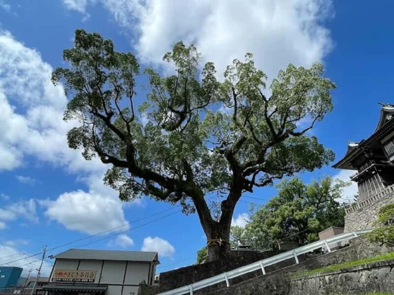 A Walk Through Suwa Shrine & Kofuku-ji Temple - Practicalities and Tour Experience