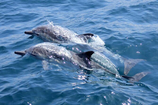 AAA Noosa National Park Tour and Dolphin Safari Whalesongsnoosa - Good To Know