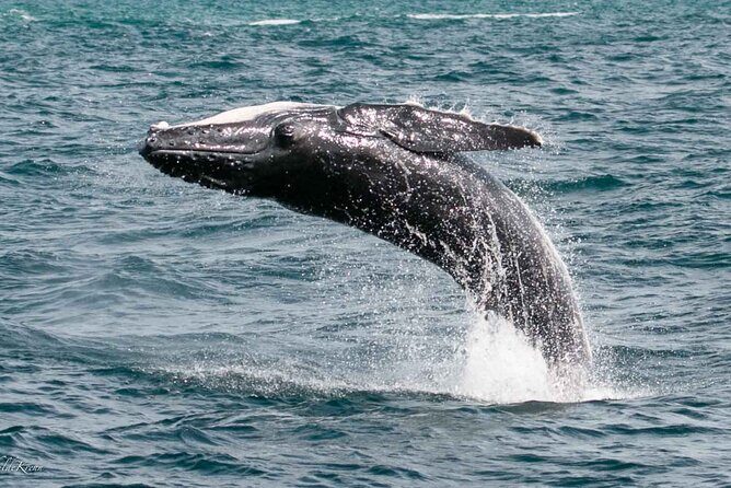 AAA NOOSA Whale watching experience in Noosa Whalesongsnoosa - Why Choose This Tour?