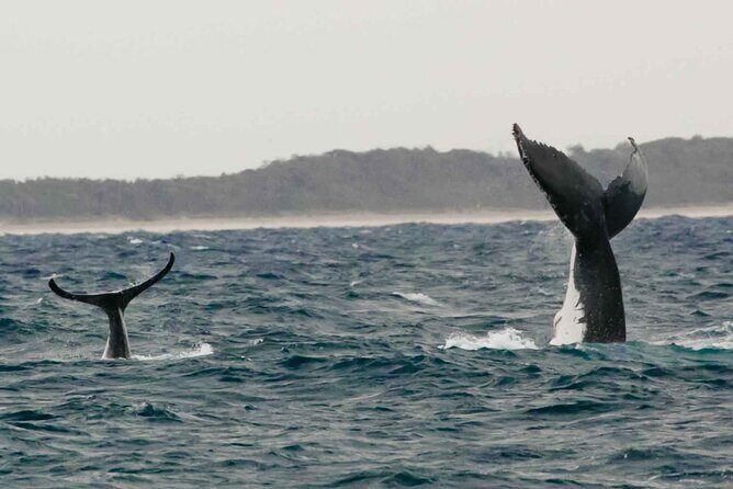 AAA NOOSA Whale watching experience in Noosa Whalesongsnoosa - Sightings and What You Might See