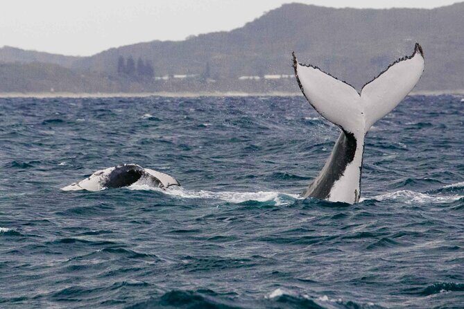 AAA NOOSA Whale watching experience in Noosa Whalesongsnoosa - The Value for Money