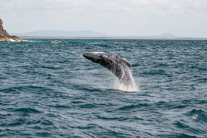 AAA NOOSA Whale watching experience in Noosa Whalesongsnoosa - Who Is This Tour Best For?